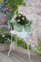 Green bucket with pink (rose), campanula (bellflower)