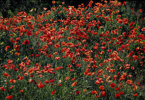 Papaver rhoeas (Poppy)