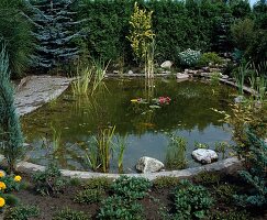 Pond with water lilies and marsh plants