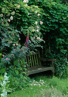 Verborgener Sitz im Kräutergarten, Pavillon überwachsen mit Kletterrose 'New Dawn', Rosa glauca (Blaue Hechtrose), Akebia quinata (Klettergurke)