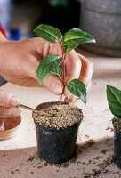 Fuchsias cutting propagation