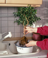Convert Ficus wiandii from soil to hydroponics