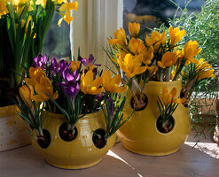 Place Crocus bulbs in the potted Crocus pots in October.