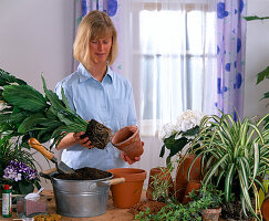 Repot the Spathiphyllum (single leaf)