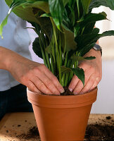 Repotting Spathiphyllum (monocot) 6.Step