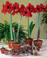 Hippeastrum hybrid