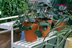Further cultivation of cyclamen (cyclamen violet)