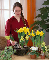 Iron basket planted with daffodils, hyacinths and primroses