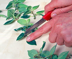 Streptocarpus saxorum head cuttings propagation