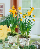 Narcissus-Hybr. österlich dekoriert mit Eierschalen, Tontopf