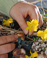 Heart-shaped wreath with daffodils, Viburnum 5. step
