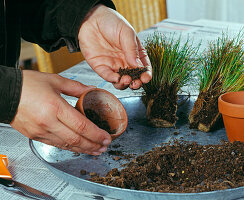 Propagate old Scirpus (Sedge) by division