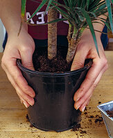 6. Step: Dracaena umtopfen