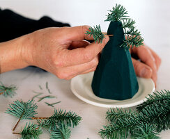 Mini fir trees, self-planted (3/4). 3rd step: tips of Abies (Nobilistanne)