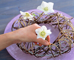 Helleborus niger (Christmas rose), clematis vines wrapped around a wire frame