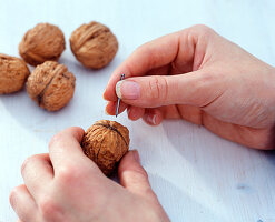 Walnussnikolaus (1/6). Juglans (Walnuss) mit einem Nagel anbohren