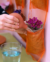 Watering African violet in a bag band