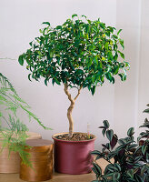 Switch ficus wiandii from soil to hydroponics