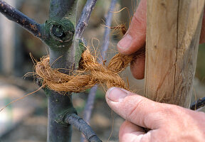 Planting an apple tree: 7/10