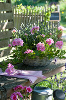 Pelargonium peltatum (hanging geranium) and lavandula (lavender)