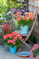 Pelargonium zonal in turquoise pots, Imperata