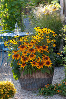 Basket planted with Rudbeckia fulgida 'Goldsturm', hirta 'Autumn Colors'