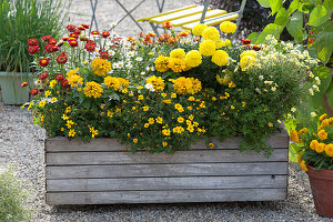 Selbstgebauter Holzkasten bepflanzt mit Sommerblumen