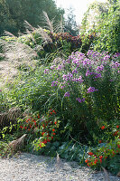 Autumn bed with Aster novae-angliae, Miscanthus sinensis