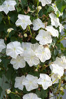 Ipomoea bona-nox syn. Ipomoea alba (Mondwinde)