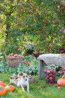 Apple harvest in the garden