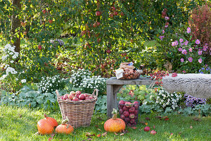 Apfelernte im Garten