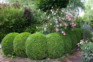 Buxus cut into balls in rows, rose behind
