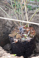 Planting climbing roses on rose arch