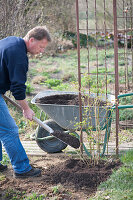 Planting climbing roses on rose arch