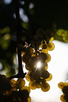 White wine grapes on the vine in Deidesheim, Rhineland-Palatinate, Germany