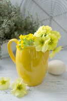 Auricula primroses in yellow ceramic jug