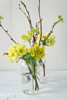 Spring arrangement of sprigs of primulas in glass vases