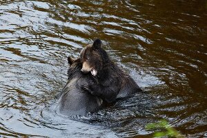 Junge grizzly Bären beim spielerischen Kämpfen, Glendale Cove, Kanada