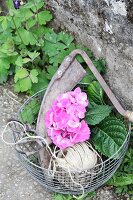 Sickle, scissors, pink hydrangea and parcel string in wire basket
