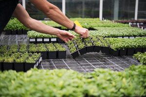 Micro greens der ECF Farm, Berlin, Deutschland