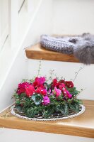 Wreath of Cyclamen, juniper twigs and Muehlenbeckia