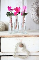 Cyclamen in small glass bottles on shabby-chic chest of drawers