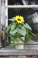 Sonnenblumen im Blumentopf auf verwitterter Fensterbank