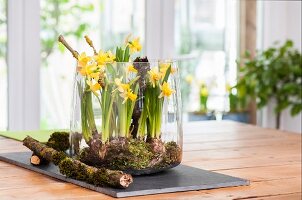 Arrangement of narcissus and moss in glass bowl