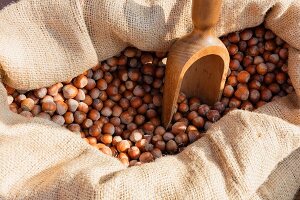 Hazelnuts with a wooden scoop in a sack in the Piedmont region of Italy