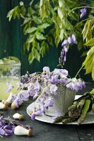 Wisteria in a pot with green asparagus and mushrooms