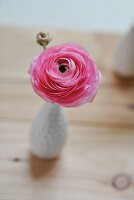 Rosa Ranunkel in einer Vase