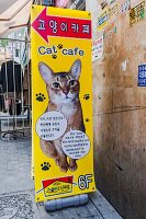 An advert for a cat café in Myeong-dong, Seoul, South Korea