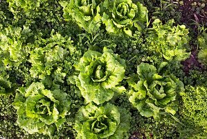 Salatköpfe auf dem Feld