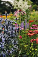 Eryngium and echinacea in the garden